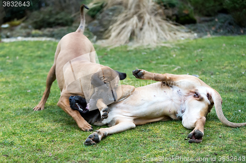 Image of female of Fila Brasileiro (Brazilian Mastiff)