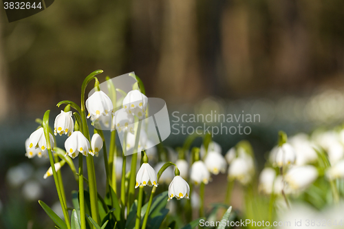 Image of early spring snowflake flowers