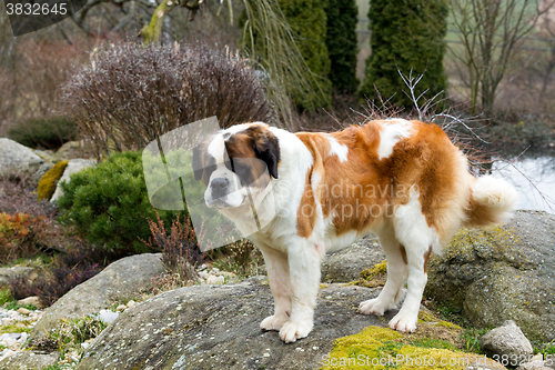 Image of Portrait of a nice St. Bernard dog