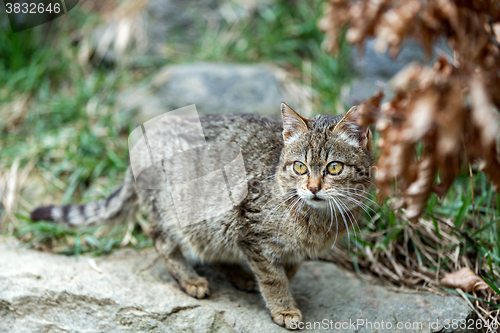 Image of cat baby playing outdoor