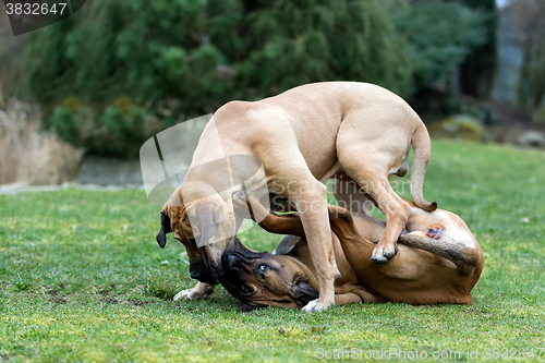 Image of female of Fila Brasileiro (Brazilian Mastiff)