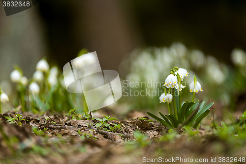 Image of early spring snowflake flowers