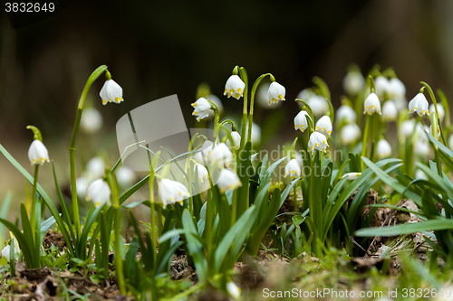 Image of early spring snowflake flowers