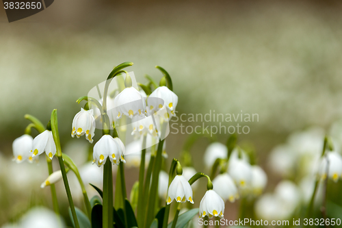 Image of early spring snowflake flowers