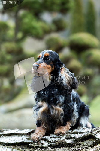 Image of portrait of sitting english cocker spaniel