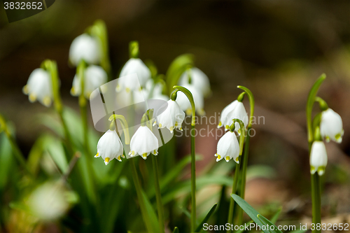 Image of early spring snowflake flowers