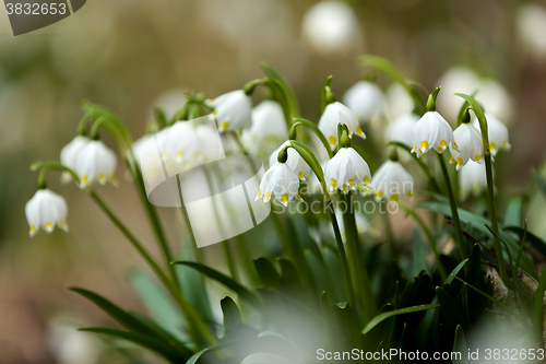 Image of early spring snowflake flowers