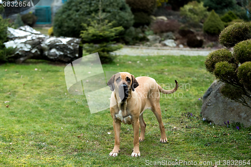 Image of female of Fila Brasileiro (Brazilian Mastiff)