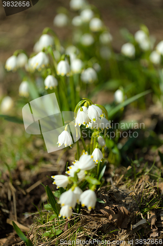 Image of early spring snowflake flowers