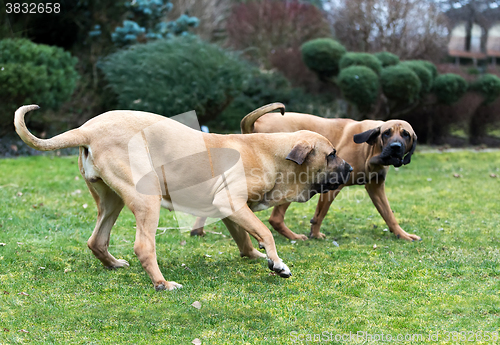 Image of female of Fila Brasileiro (Brazilian Mastiff)