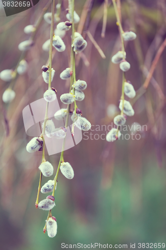 Image of Spring natural background