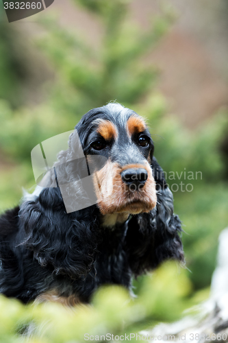 Image of portrait of sitting english cocker spaniel