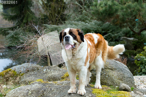 Image of Portrait of a nice St. Bernard dog