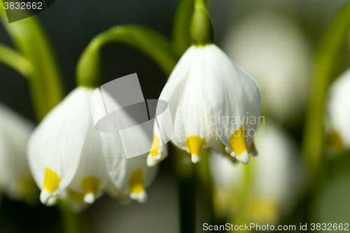 Image of early spring snowflake flowers