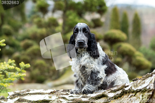 Image of english cocker spaniel puppy