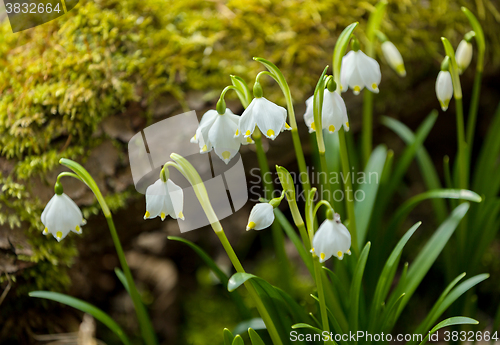 Image of early spring snowflake flowers