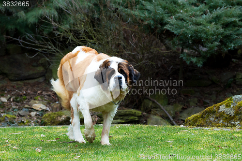 Image of Portrait of a nice St. Bernard dog