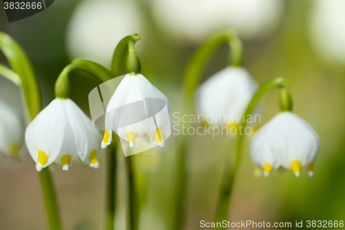 Image of early spring snowflake flowers