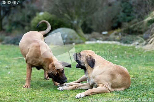 Image of female of Fila Brasileiro (Brazilian Mastiff)