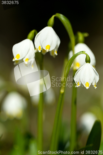 Image of early spring snowflake flowers