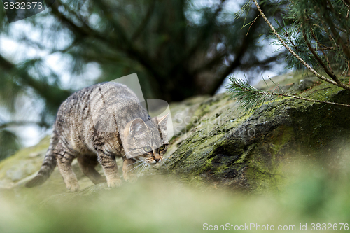 Image of cat baby playing outdoor