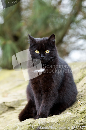 Image of close up cat portrait 