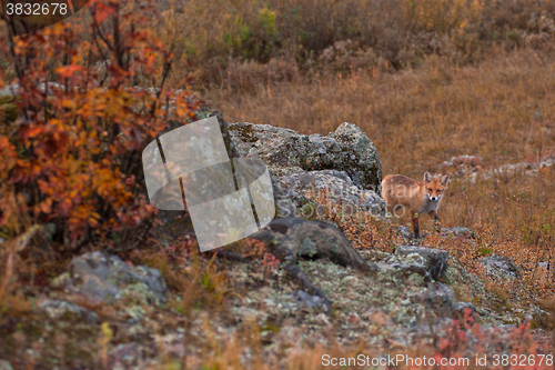 Image of Red fox in taiga