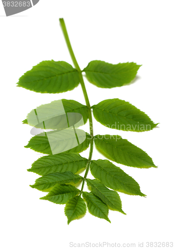 Image of Spring rowan leaves on white