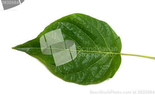 Image of Spring leaf on white