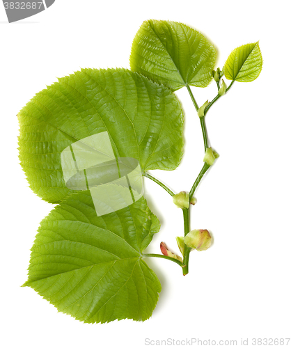 Image of Spring tilia leaves