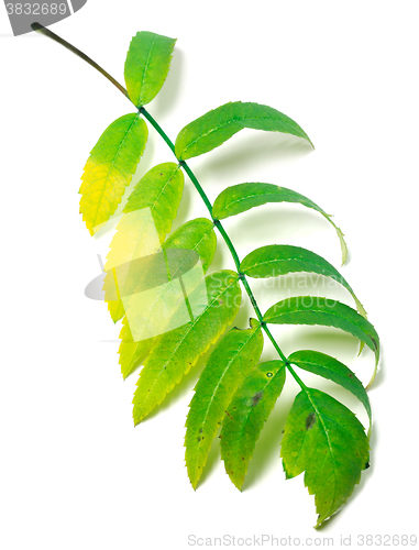 Image of Multicolor rowan leaf
