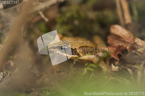 Image of 