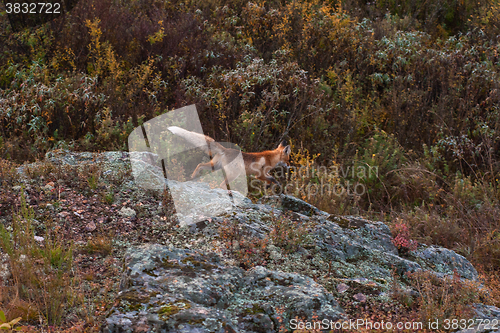 Image of Red fox in taiga