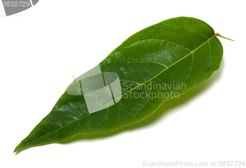 Image of Green leaf on white