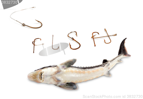 Image of Dead sterlet and word F I S H composed of old rusty fish hooks