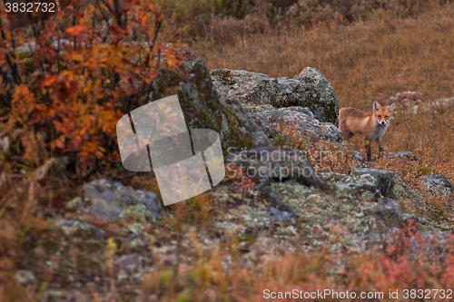 Image of Red fox in taiga