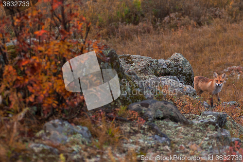 Image of Red fox in taiga