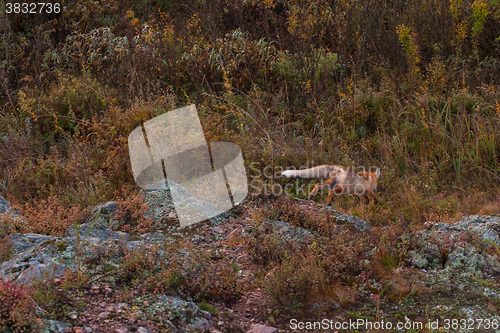 Image of Red fox in taiga