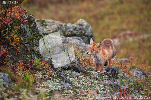 Image of Red fox in taiga