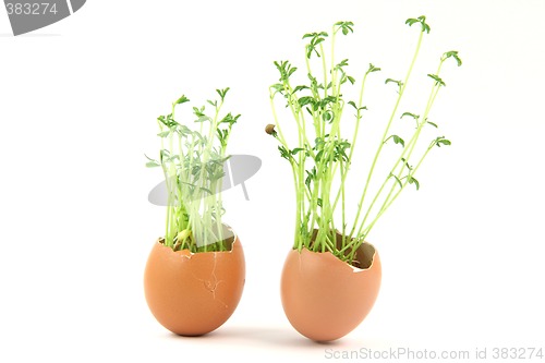 Image of two green eggs hor