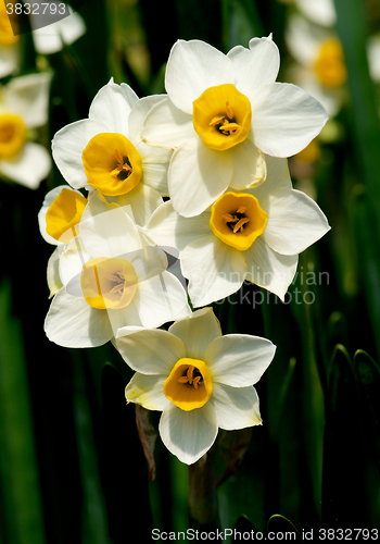 Image of Wild White Daffodils