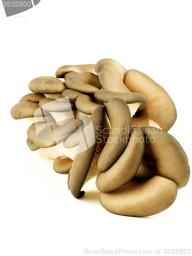 Image of Raw Oyster Mushrooms