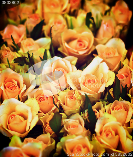 Image of Peach Avalanche Roses