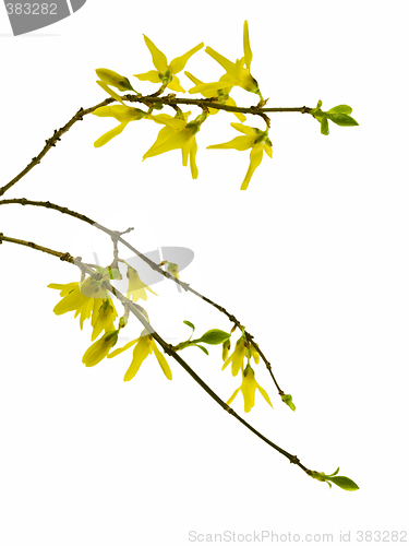 Image of forsythia