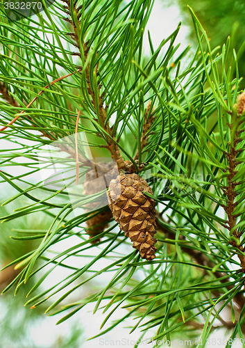 Image of Fir Branch With Pine Cone