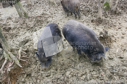 Image of Wild hogs in sludge