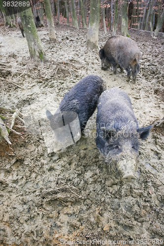 Image of Wild hogs digging mud