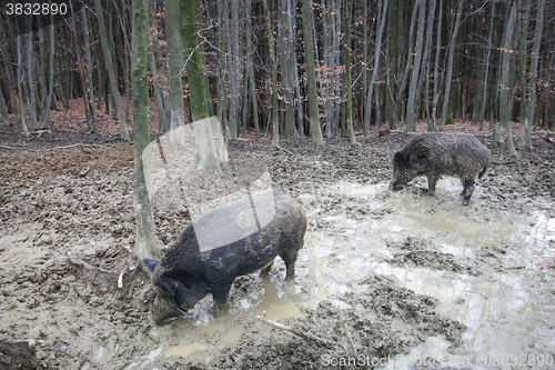 Image of Two wild hogs in mud