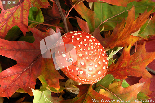 Image of amanita