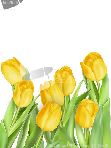 Image of Tulip flowers isolated. EPS 10